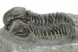 Detailed Gerastos Trilobite Fossil - Morocco #377233-3